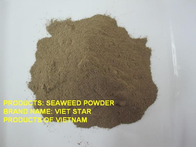 Sargassum seaweed crushed_ powder